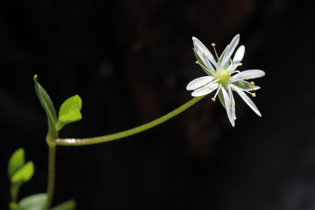 Изображение особи Stellaria crassifolia.