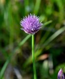 Allium schoenoprasum. Соцветие. Красноярский край, Таймырский Долгано-Ненецкий р-н, плато Путорана, долина р. Кутарамакан, опушка смешанного леса. 25.07.2023.