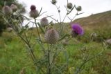 Cirsium polonicum