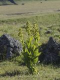 Veratrum lobelianum. Цветущие растения. Кавказ, Кабардино-Балкария, Зольский р-н, сев. склон Эльбруса, правый борт долины р.Кызыл-кол, альпийский луг, около 2550 м н.у.м. 15.07.2024.