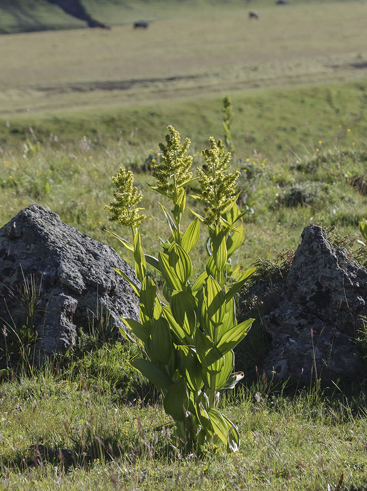 Image of Veratrum lobelianum specimen.