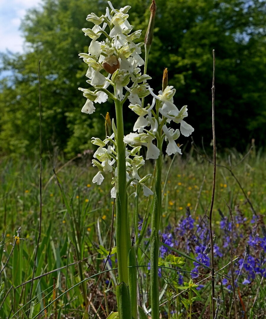 Image of Anacamptis morio ssp. caucasica specimen.