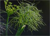 Foeniculum vulgare