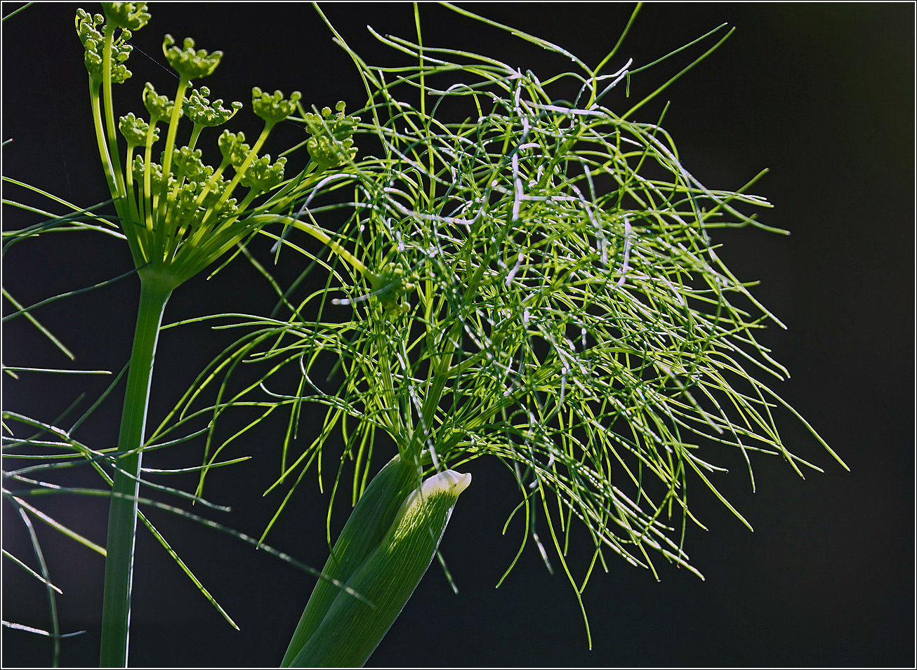 Image of Foeniculum vulgare specimen.