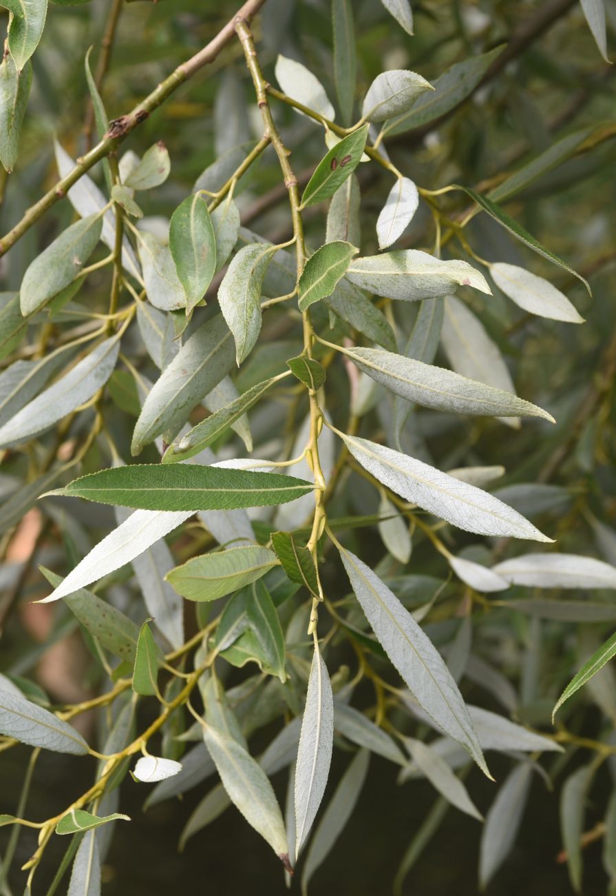 Image of genus Salix specimen.