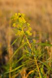 Euphorbia virgata. Верхушка цветущего побега с мухой. Оренбургская обл., Переволоцкий р-н, Родничнодольский сельсовет, окр. с. Родничный Дол, степь. 6 сентября 2023 г.