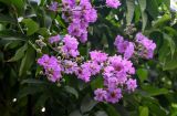 Lagerstroemia speciosa. Верхушки побегов с соцветиями. Китай, провинция Гуандун, г. Гуанчжоу, в культуре. 27.05.2024.