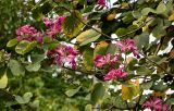 Bauhinia variegata. Верхушка ветви с цветками и повреждёнными листьями. Китай, Гуанси-Чжуанский автономный р-н, г. Яншо, в культуре. 02.06.2024.