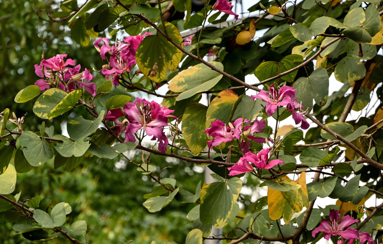 Image of Bauhinia variegata specimen.