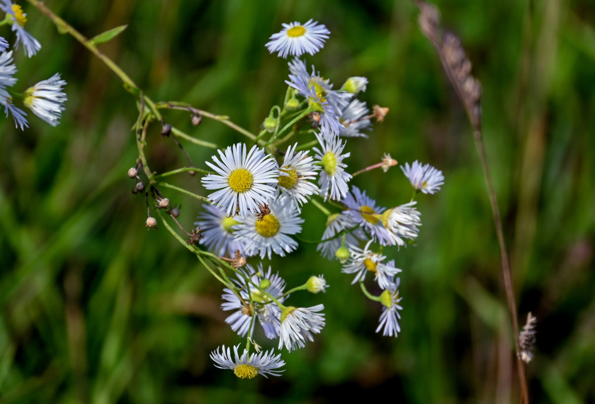 Image of Erigeron annuus specimen.