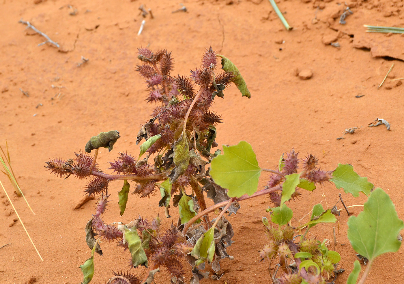 Изображение особи Xanthium orientale.