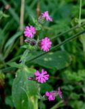 Melandrium dioicum. Верхушка побега с соцветием. Московская обл., Сергиево-Посадский р-н, долина р. Пажа, опушка смешанного леса. 20.07.2024.