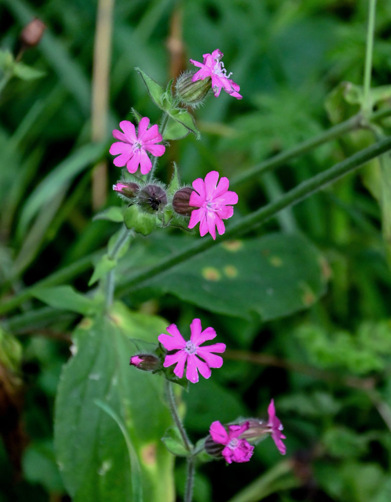 Image of Melandrium dioicum specimen.