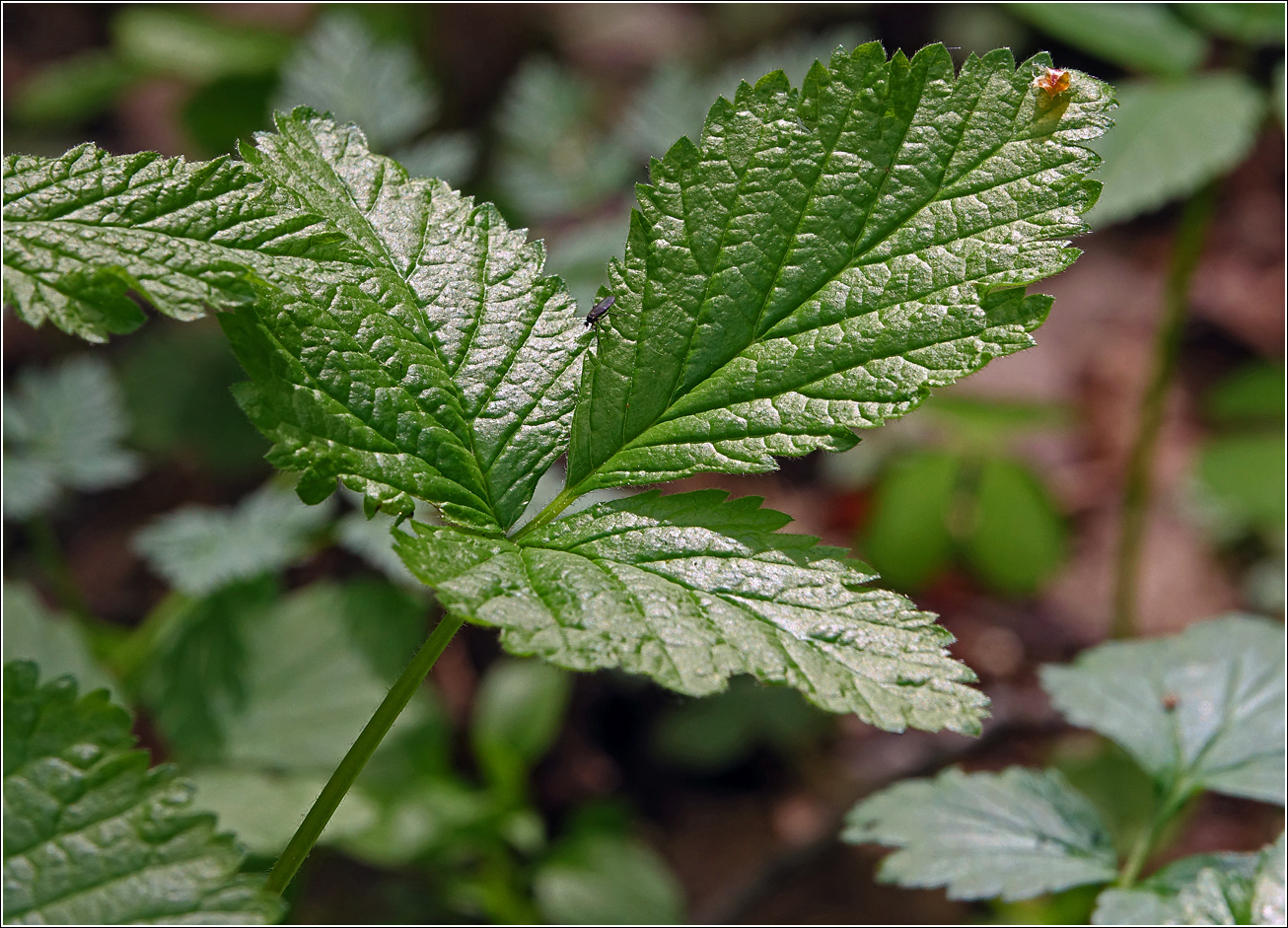 Image of Rubus saxatilis specimen.