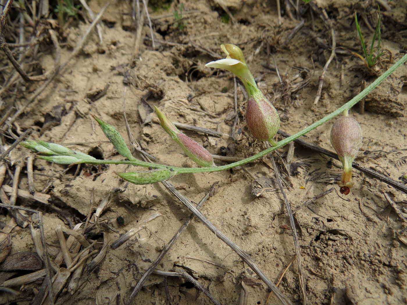 Изображение особи Astragalus xanthomeloides.