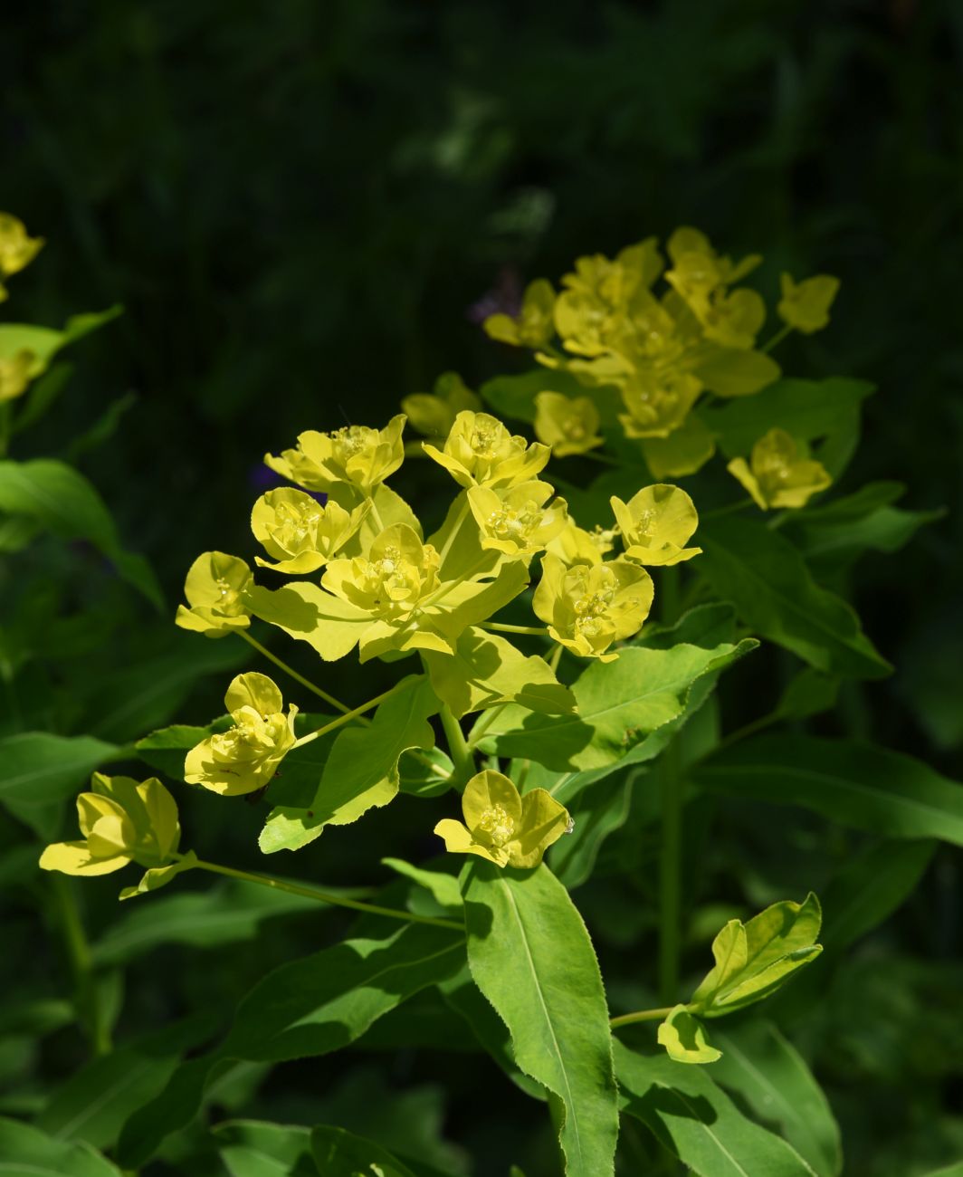 Image of genus Euphorbia specimen.