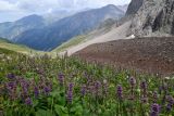 Смотреть изображение Phlomoides oreophila