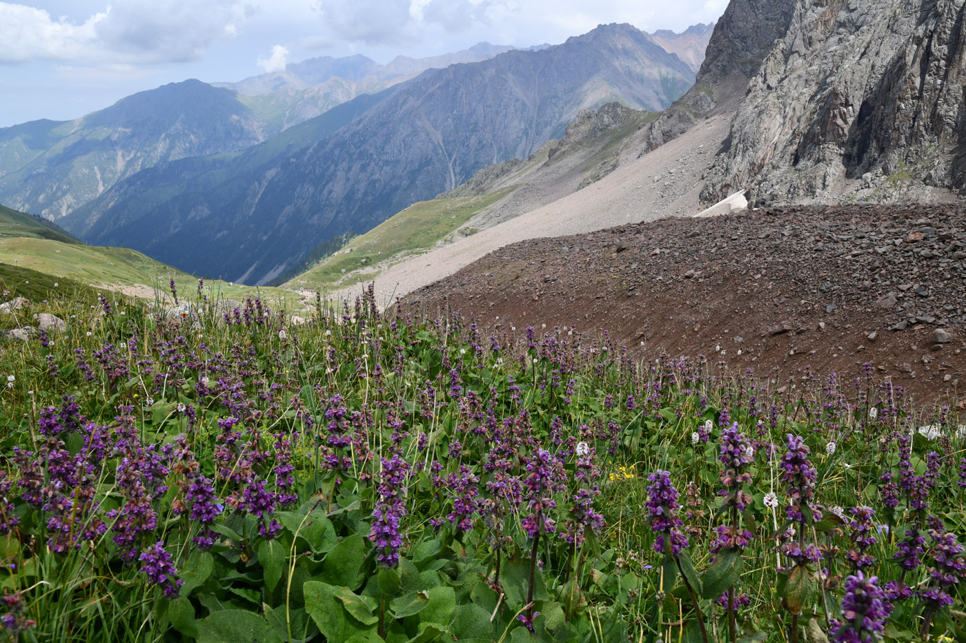 Изображение особи Phlomoides oreophila.