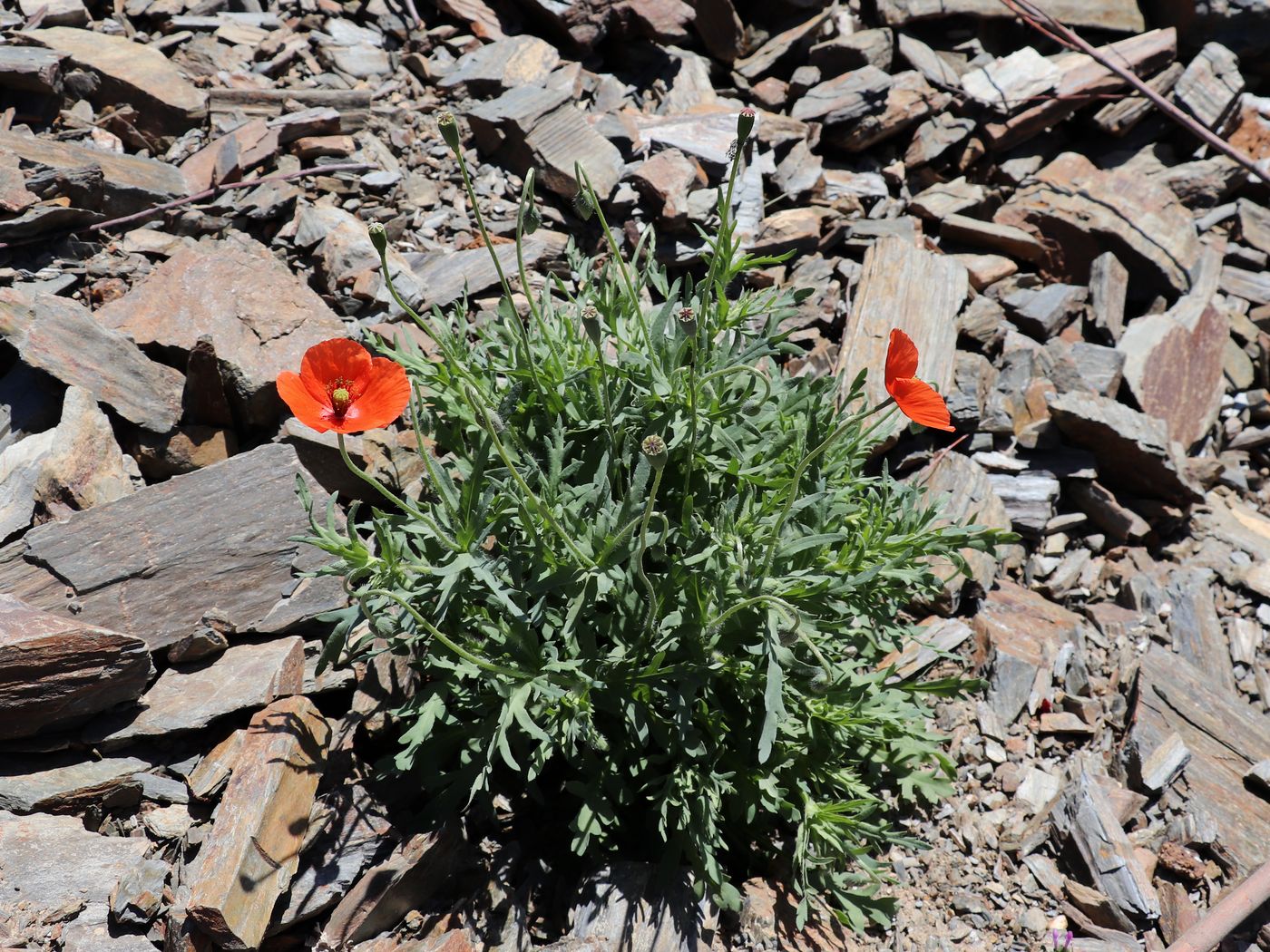 Изображение особи Papaver litwinowii.