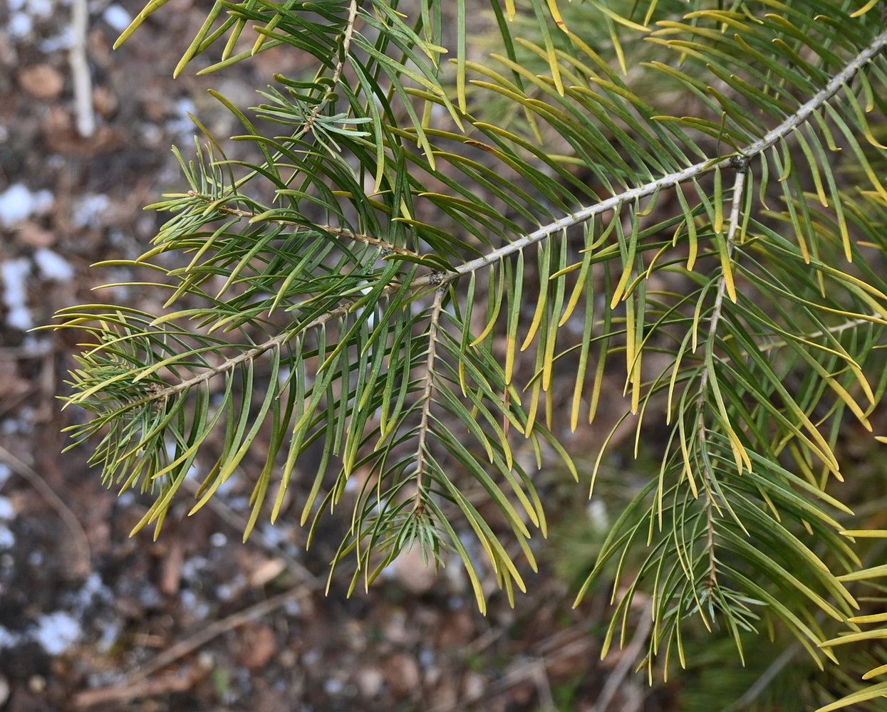 Image of Abies concolor specimen.