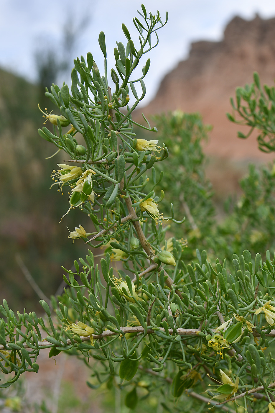 Image of Zygophyllum ferganense specimen.