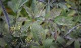 род Thalictrum