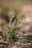 genus Luzula
