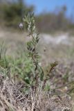 View full-size image Lens orientalis