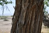 View full-size image Populus pruinosa