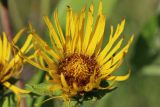 View full-size image Inula helenium
