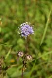 View full-size image Succisa pratensis