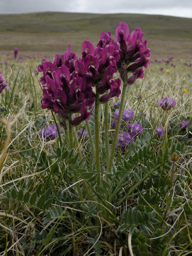 Image of Oxytropis macrosema specimen.