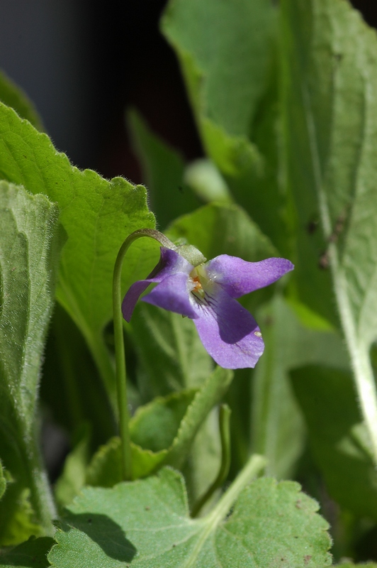 Image of Viola collina specimen.