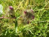 View full-size image Arctium nemorosum