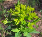 Euphorbia semivillosa. Верхушка цветущего растения. Татарстан, Бавлинский р-н. 25.05.2011.