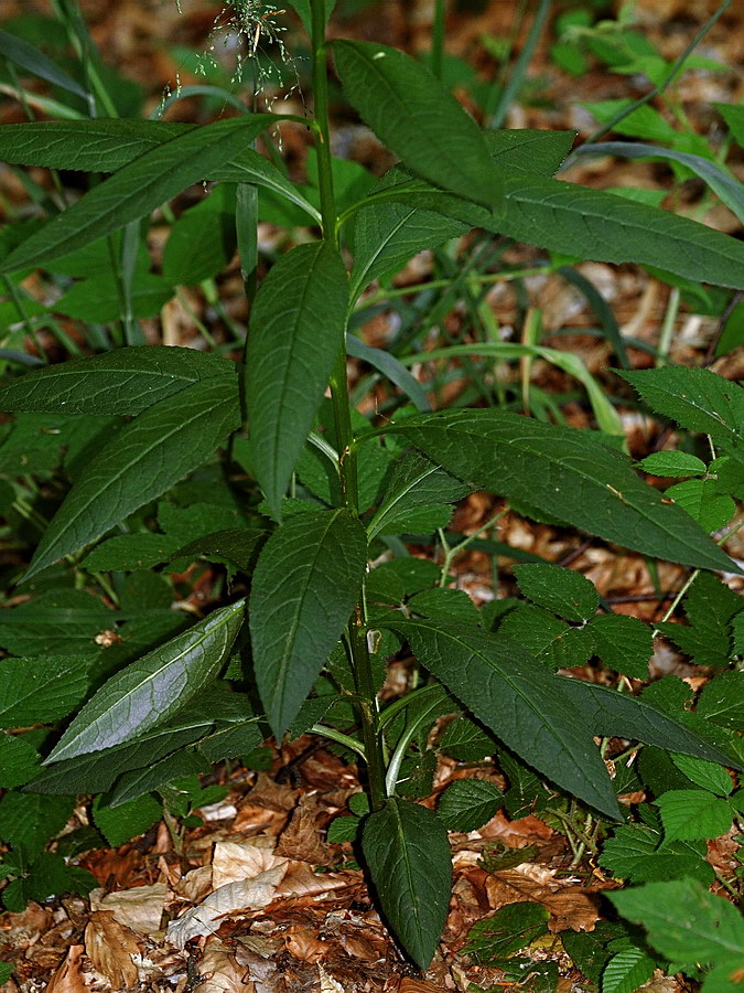 Image of Senecio ovatus specimen.