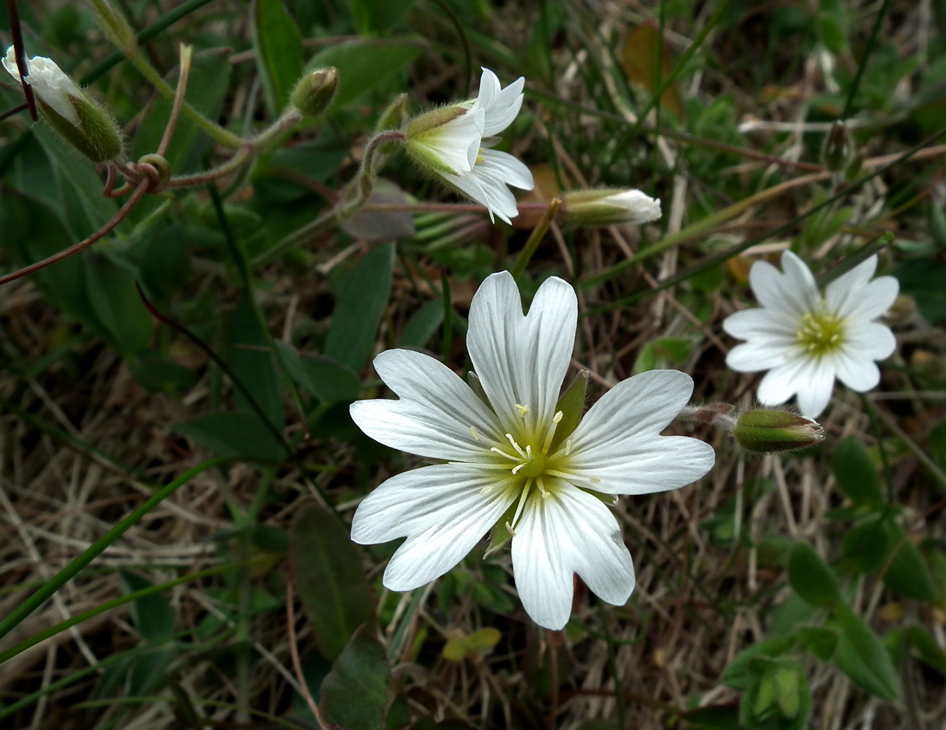 Image of Cerastium alpinum specimen.