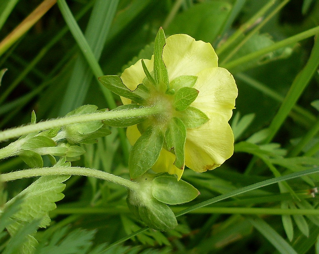 Image of Potentilla reptans specimen.