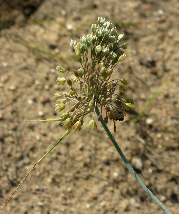 Изображение особи Allium lenkoranicum.