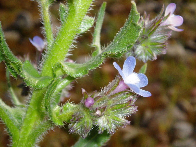 Изображение особи Anchusa azurea.