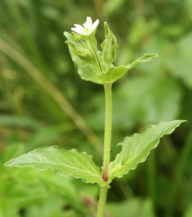 Изображение особи Myosoton aquaticum.