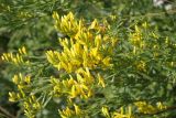 Смотреть изображение Genista patula