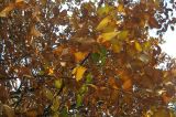 Sorbus × latifolia. Ветви с листьями в осенней раскраске. Москва, ГБС РАН. 20.10.2011.
