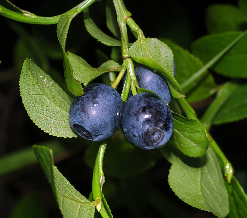 Изображение особи Vaccinium myrtillus.