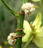 Cuscuta planiflora. Часть побега с соцветиями (на Delphinium semibarbatum). Копетдаг, Чули. Май 2011 г.
