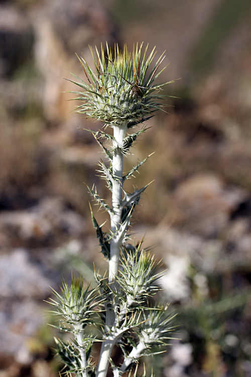 Image of Olgaea pectinata specimen.