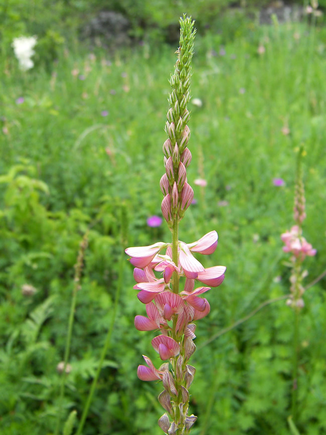 Image of Onobrychis inermis specimen.