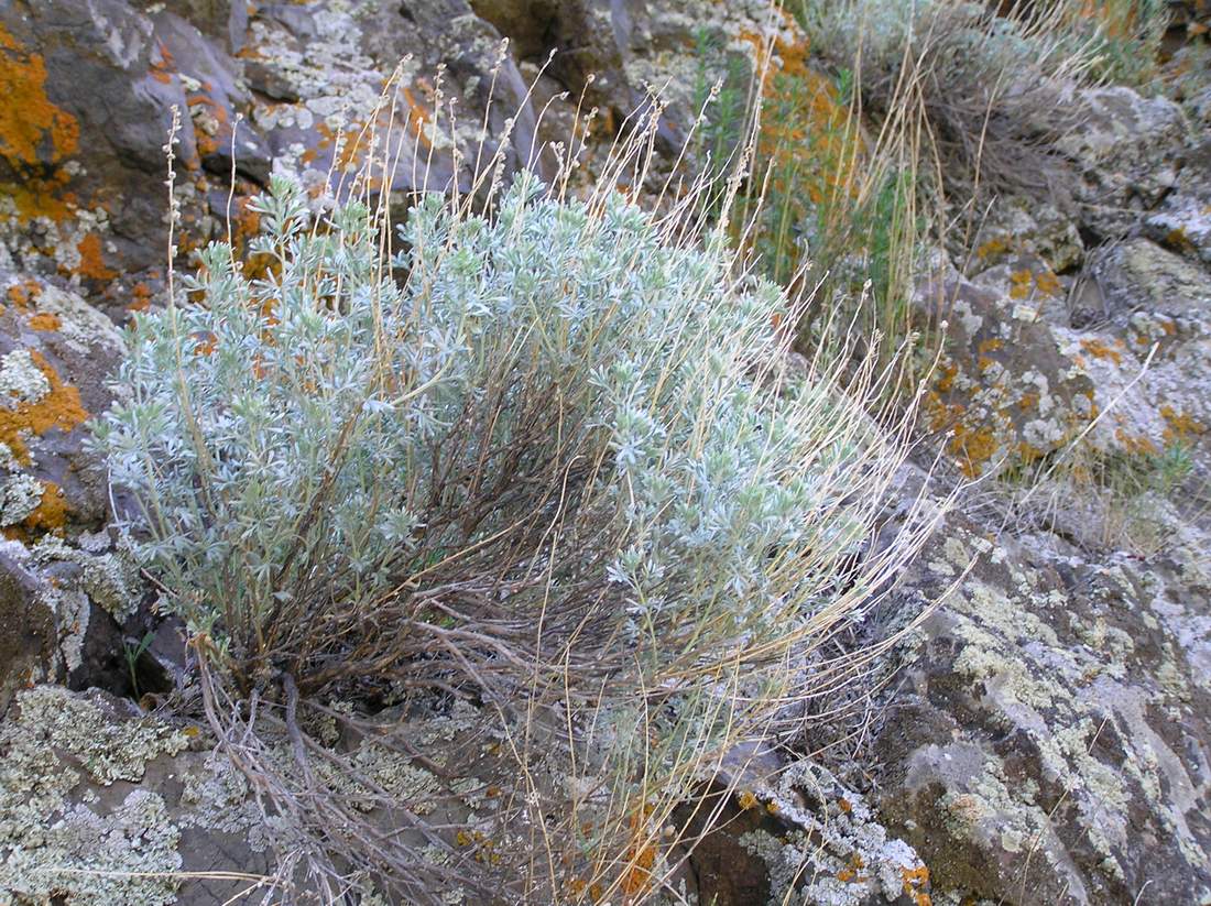 Image of Artemisia rutifolia specimen.