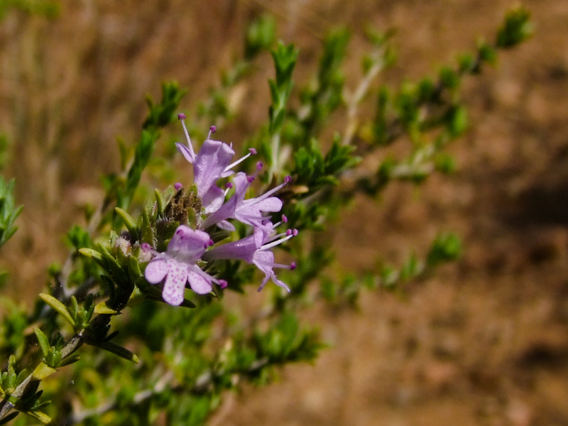 Image of Thymbra capitata specimen.