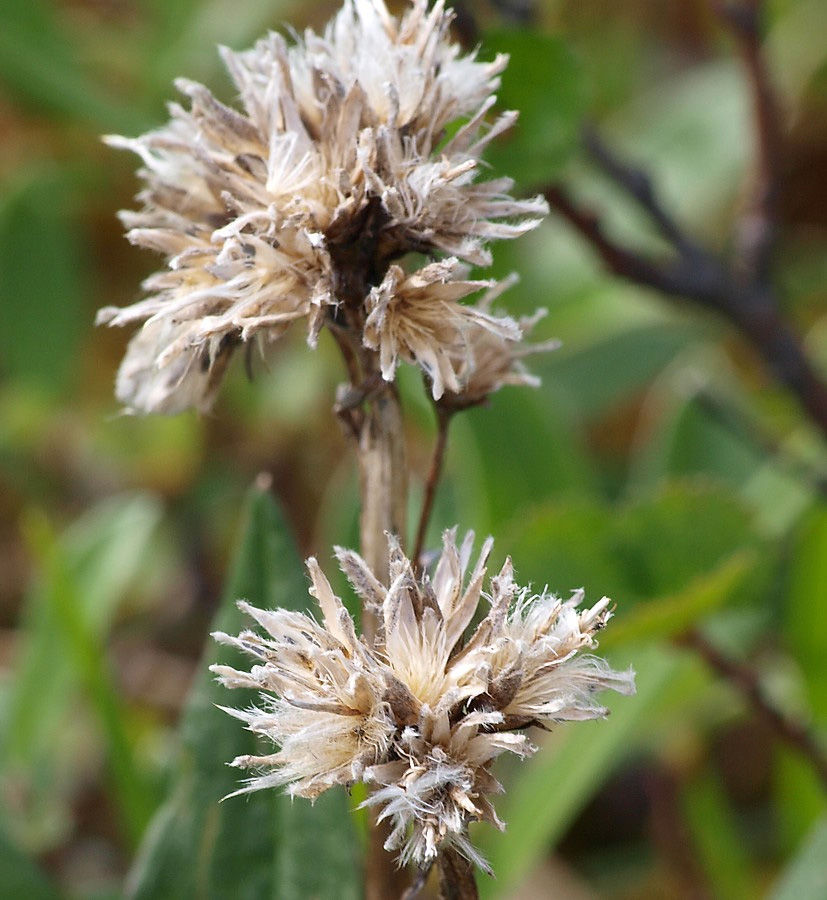 Image of Saussurea alpina specimen.